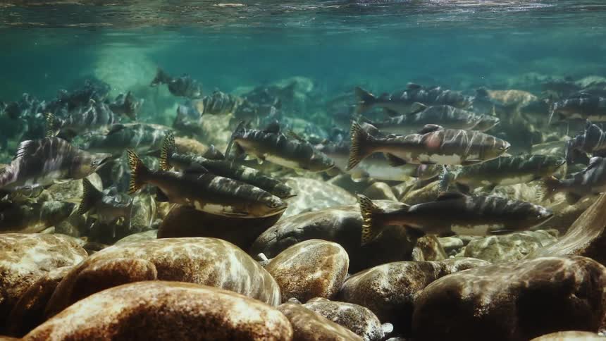 An underwater clip of fishes swimming