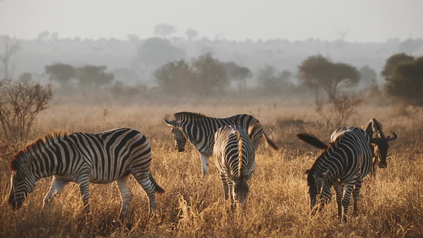 Several zebras in the savannah walking and some eating grass from the ground