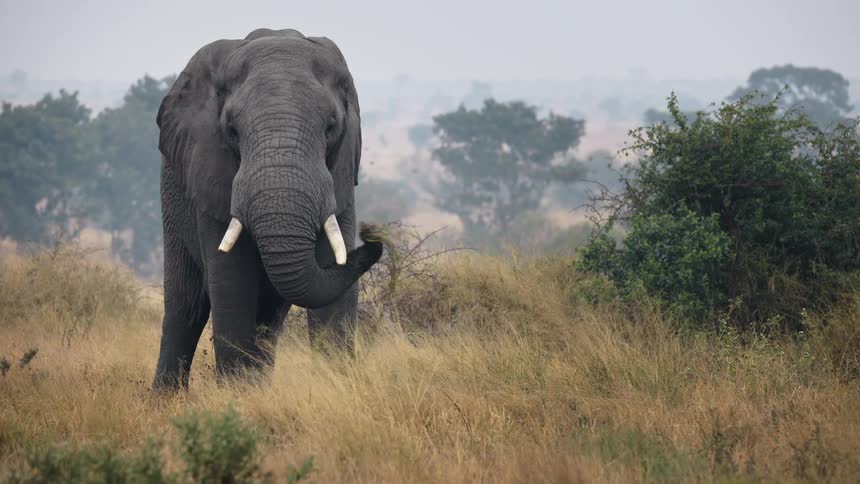 A huge elephant eating grass and birds flying in the background