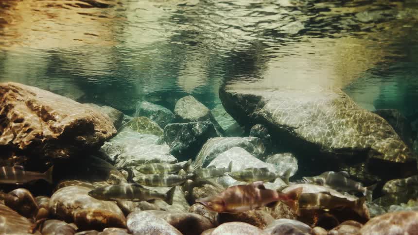 Fish swimming in the same direction under rocks with solar reflections