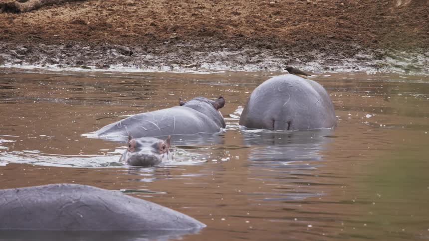A group of hippos taking a bath in muddy water