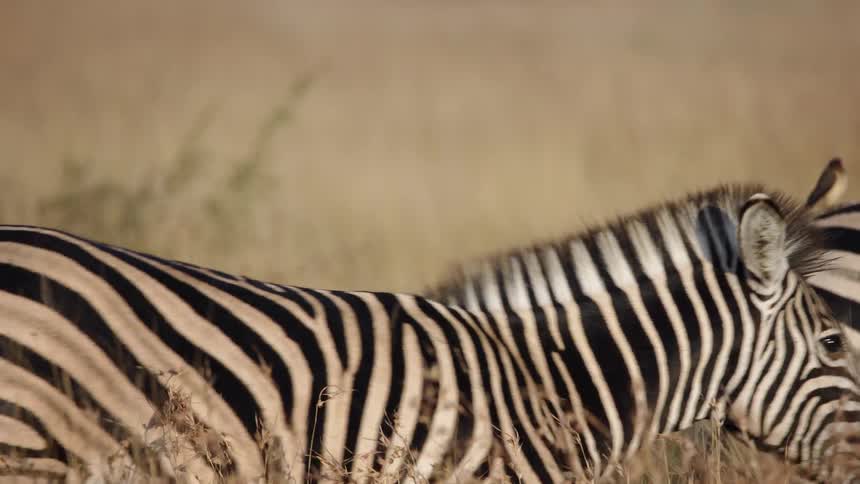 Zebras walking in the jungle one of them with a bird under its body