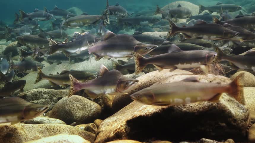 A school of fish near rocks underwater