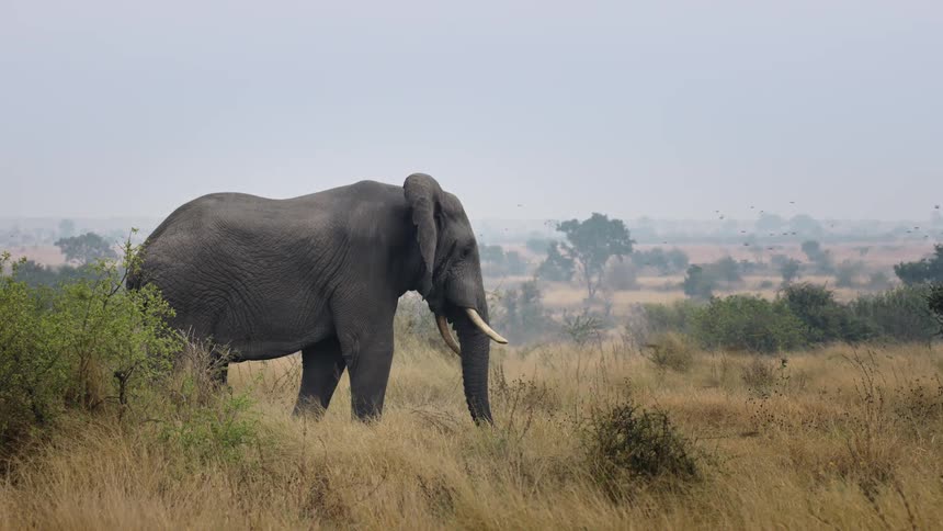 Large adult elephant in the tall grass of the savannah with a flock of birds flying by