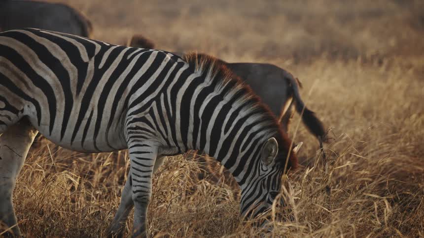 Zebra eating leaves with other animals passing by its side