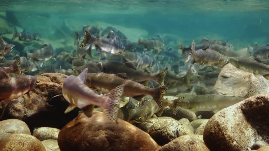 A large school of fish swim underwater among some rocks