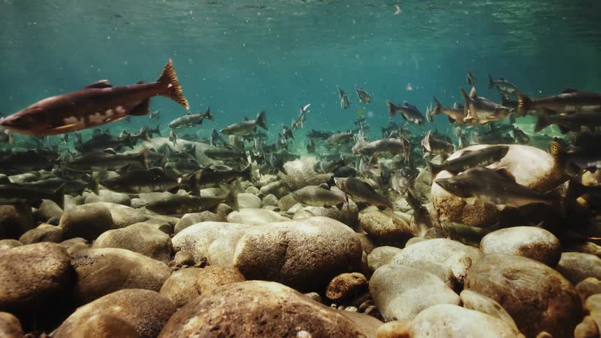 Several fish underwater close to rocks at the bottom