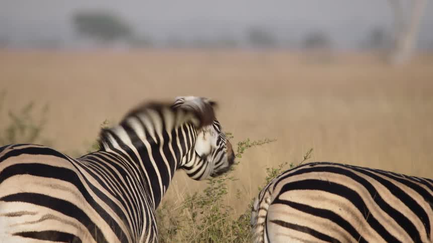 Zebras wigging tails in the wild during the day