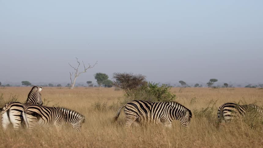 A group of zebras grazing in the tall grass of the savannah during the day