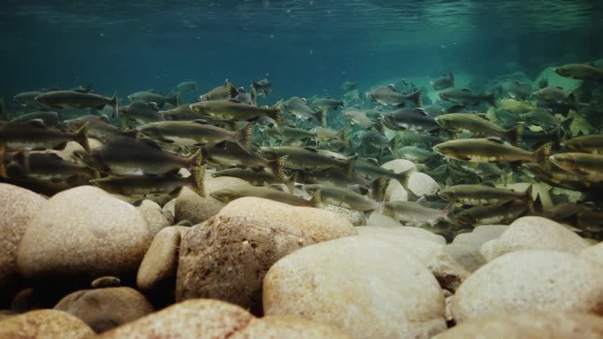 A clip of fishes swimming under the sea