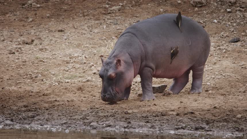An hippopotamus standing near a river with birds on its body