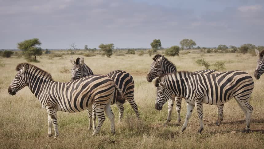 Group of zebras grazing on the grass of the savannah during a sunny day