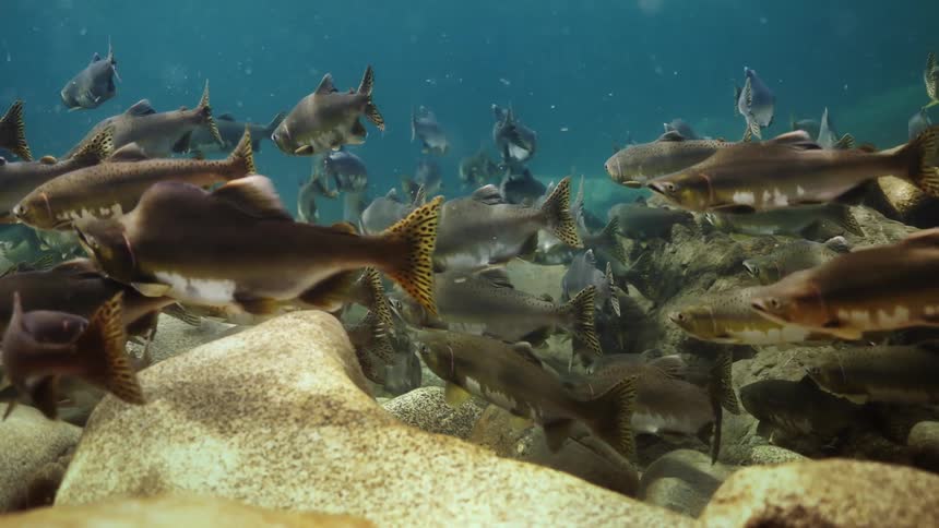 School of fish swimming at the bottom of the ocean