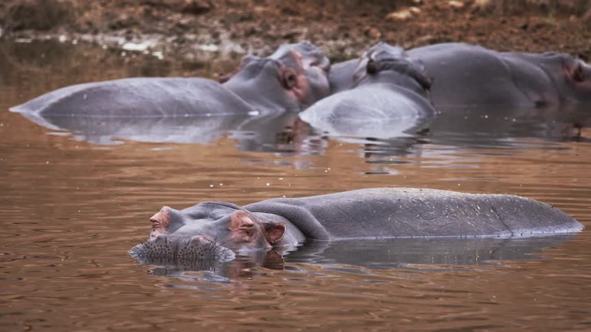 Several hippos sleeping in the water