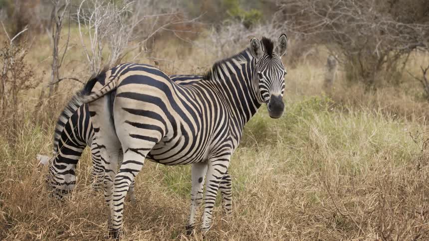 A couple of zebras in the african savanna