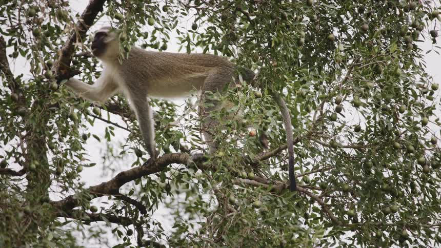 A monkey walking on the branches of a tree
