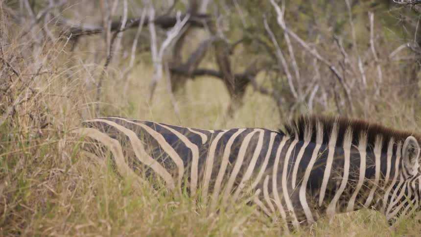 A couple of zebras in the african savanna