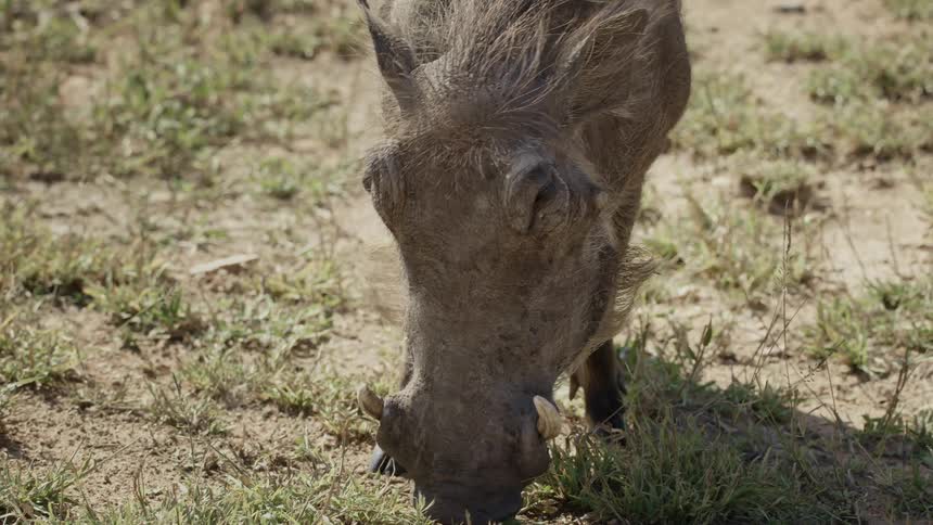 A wild boar sniffing the ground looking for food