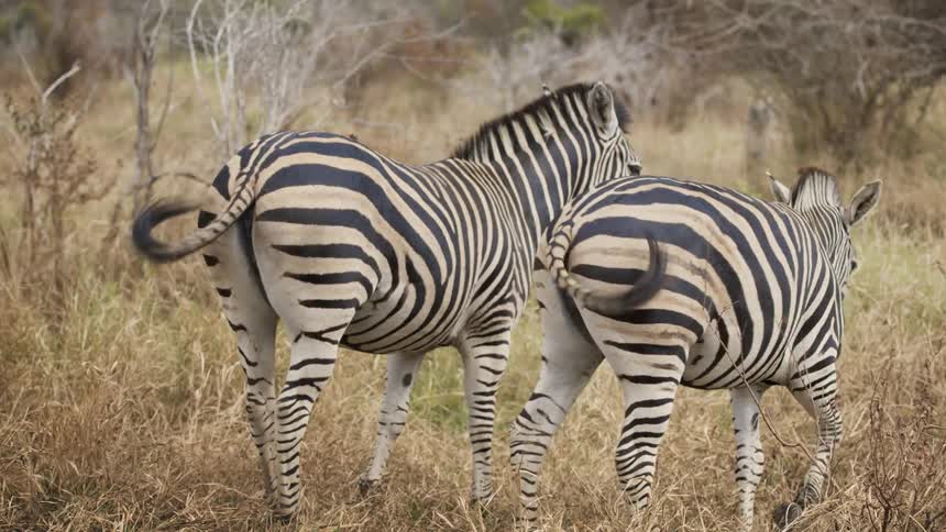 Pair of zebras side by side in the tall grass of the savannah