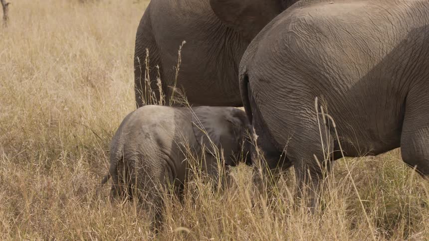Baby elephant follows the herd in the african savanna