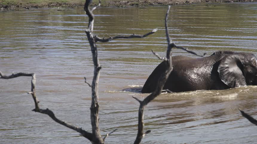 Adult elephant walking through the water of the river or lake in its natural habitat