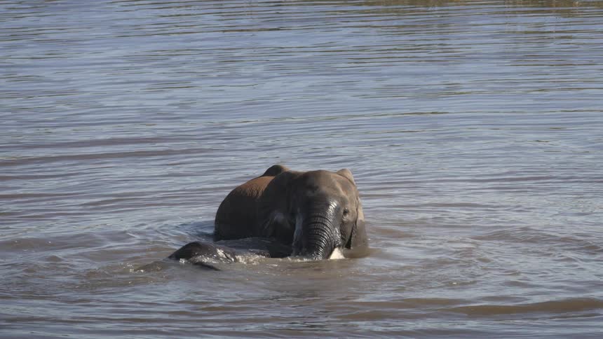 Two elephants in the water are touching each other with their trunks