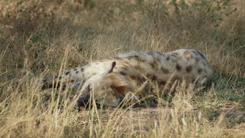 A hyena lies in tall brown grass switching its tail and stretching as it dozes