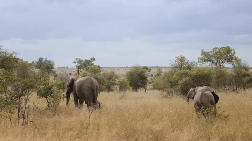 Elephants eating grass in the wild during the day