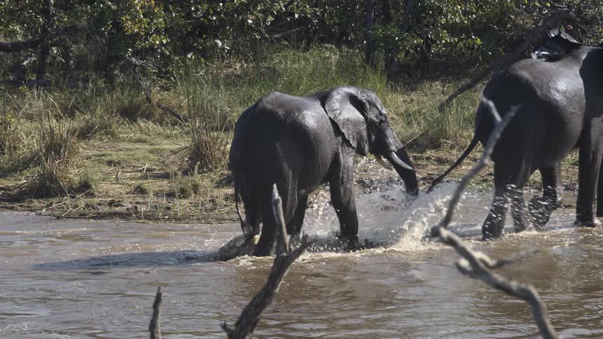 Adult elephants coming out of a lake or river on a sunny day