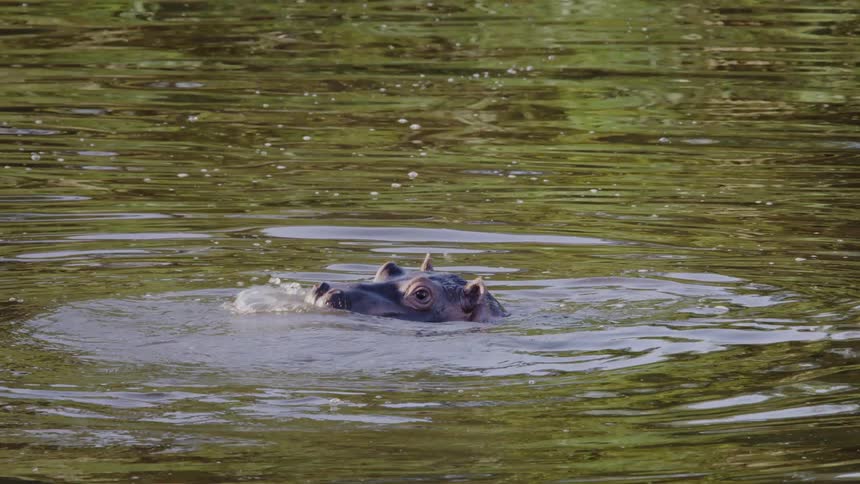 Baby hippopotamus coming out of the water with its mouth open and then submerging again