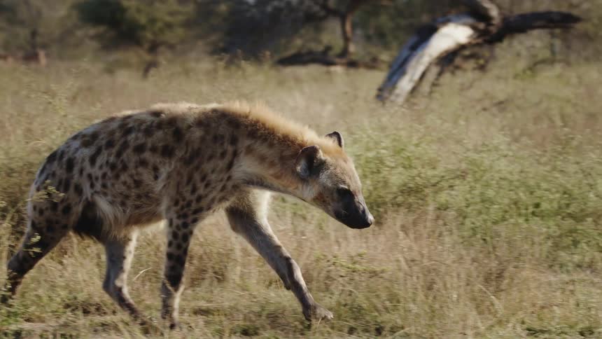 Two hyenas in the jungle one sleeping and the other walking