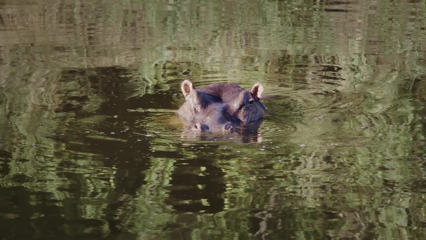 A hippopotamus with part of its face out of the water