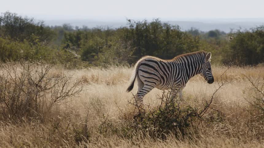 Zebra walking through the tall grass of the savannah under the bright sun
