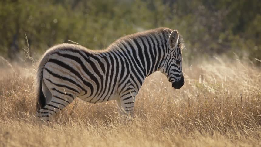 Zebra static in the middle of the jungle