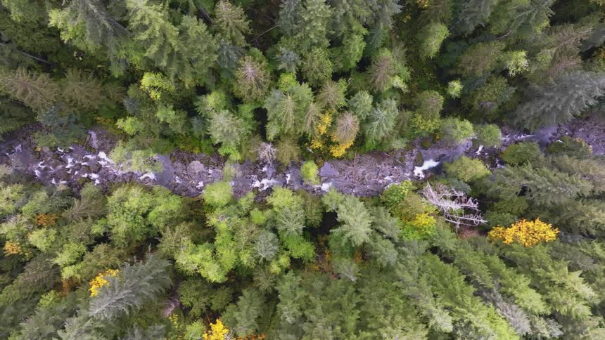 Aerial view of a river flowing through the forest