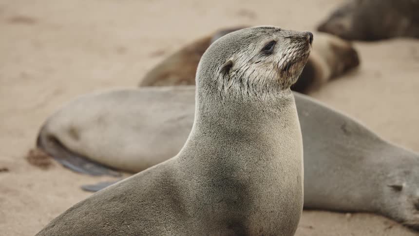 A seal looks around while other seals sleep behind him