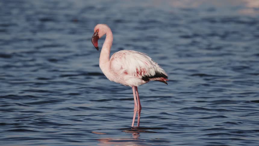 A flamingo in the water scratching itself