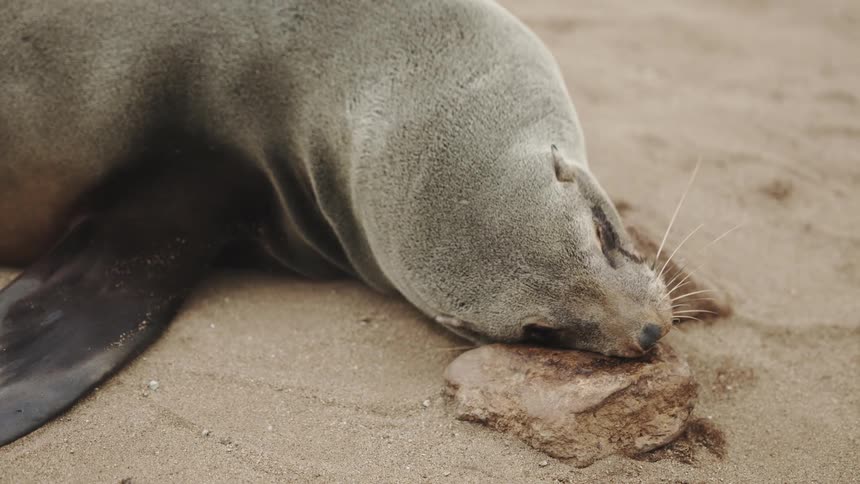 Sea lion gently rubbing its face on the sand
