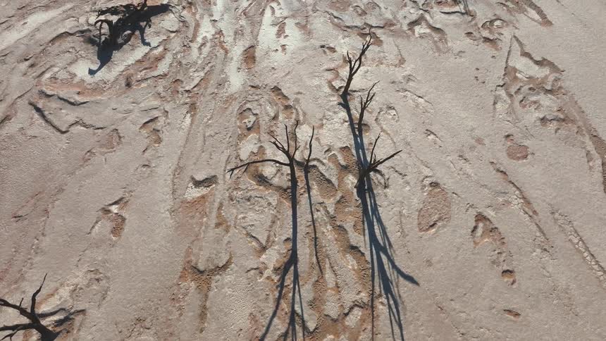 Long shadows of dead trees in the desert