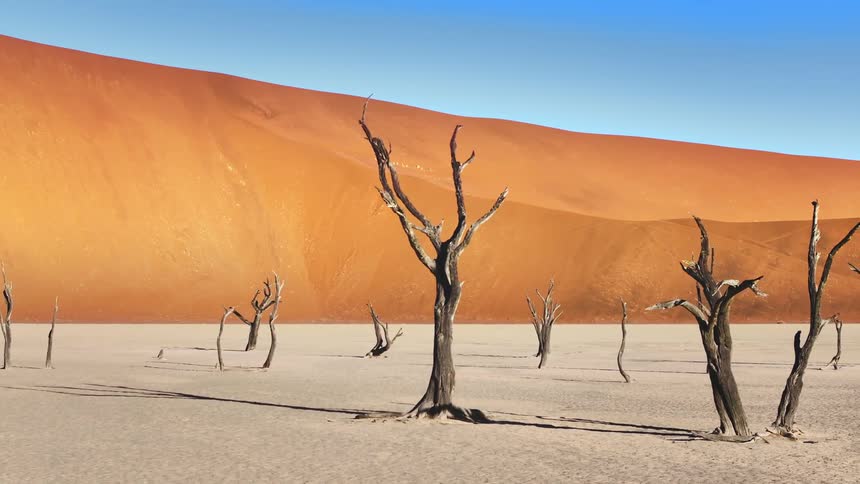 A desert with several trunks of dry trees and behind a hill of sand