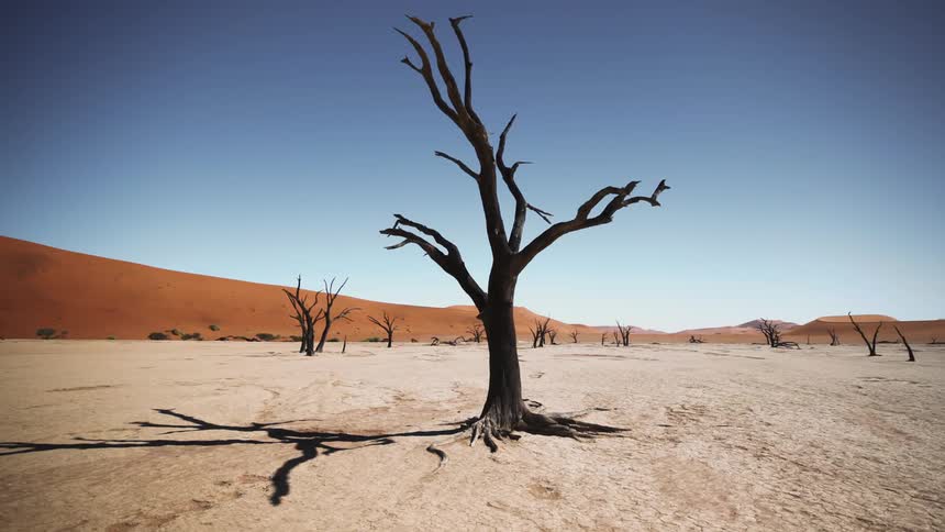 Panorama of dry trees in the midst of the desert