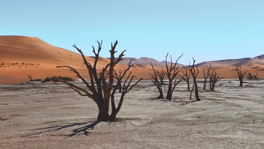 Dry trees on gray soil and surrounded by dunes in the desert in daylight