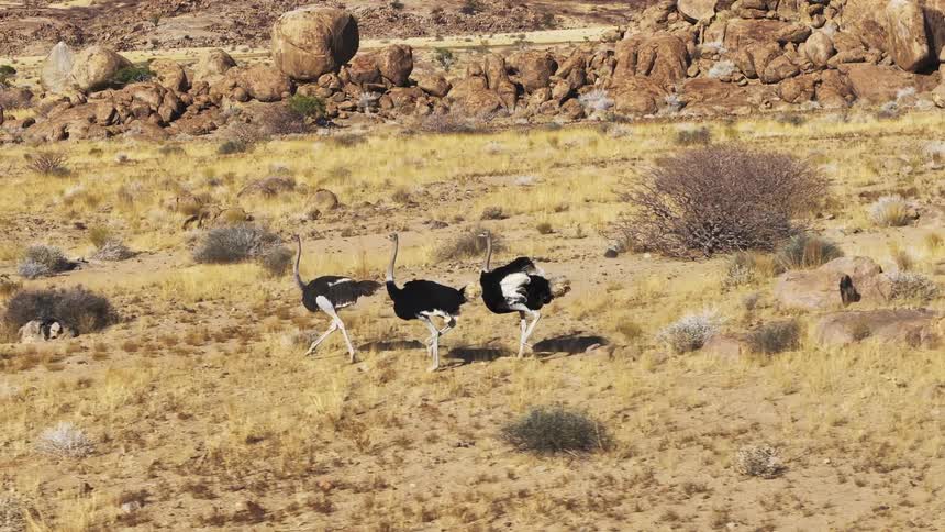 Aerial view of a flock of ostriches in africa