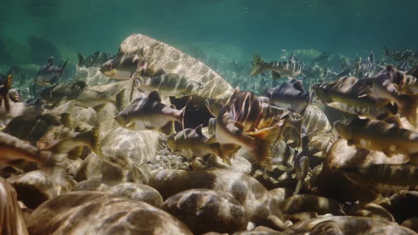 Fish swimming underwater at midday