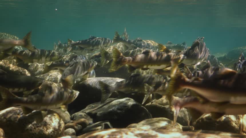 Fish in the sea swimming above rocks