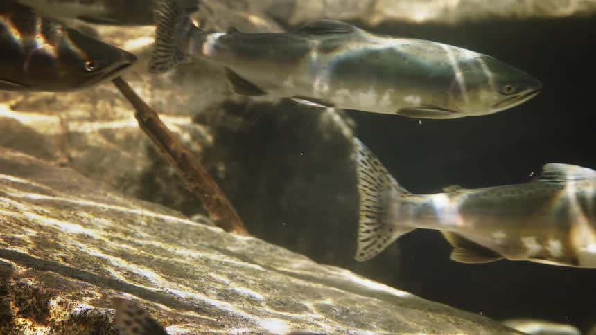 Several fish are swimming to the left in the water that is being illuminated by flares of sunlight