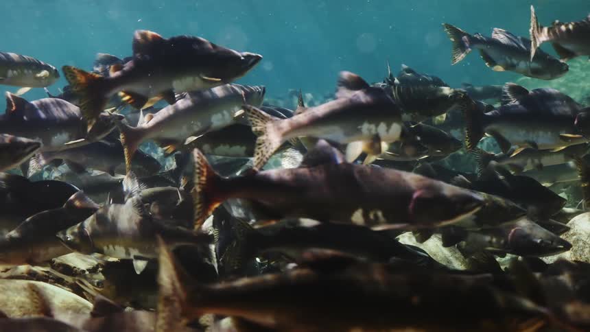 Clusters of fish swimming under rocks at the bottom of the sea with sunlight reflections
