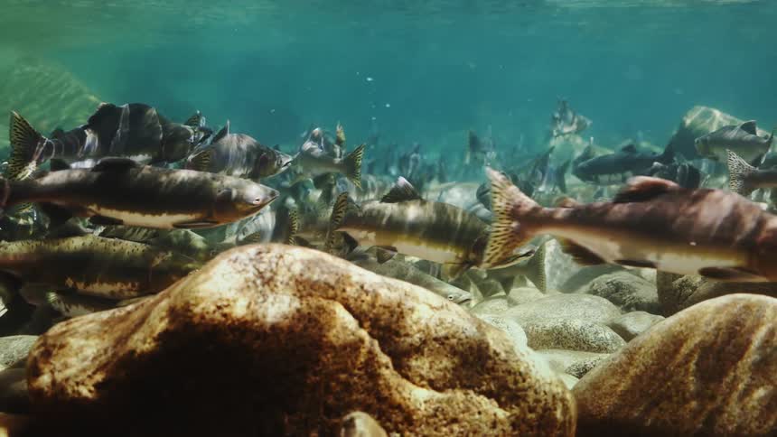 A school of salmon fish gracefully swimming in the water
