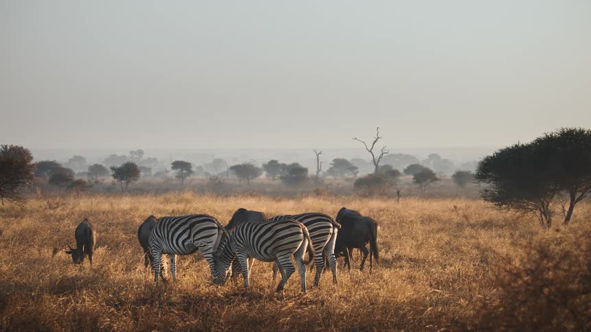 Herd of zebra grazing in a field in the savanna