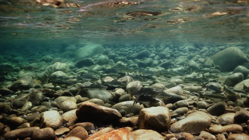 Fish swimming underwater at midday
